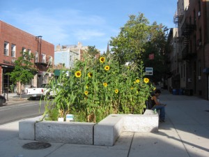Boerum Hill Late Summer